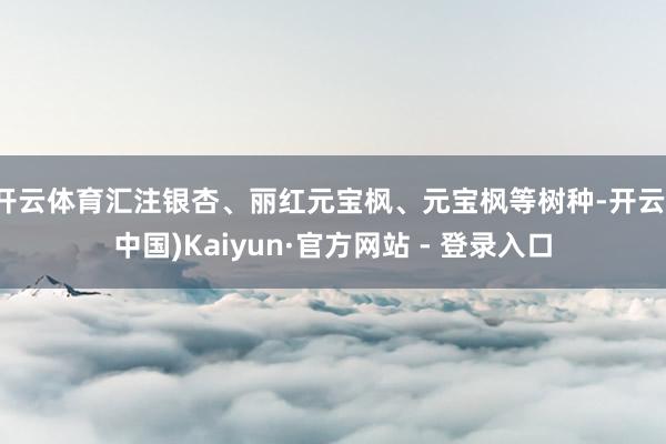 开云体育汇注银杏、丽红元宝枫、元宝枫等树种-开云(中国)Kaiyun·官方网站 - 登录入口